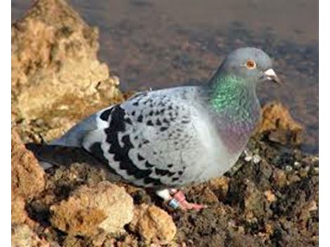 Dedetizadora de Pombos