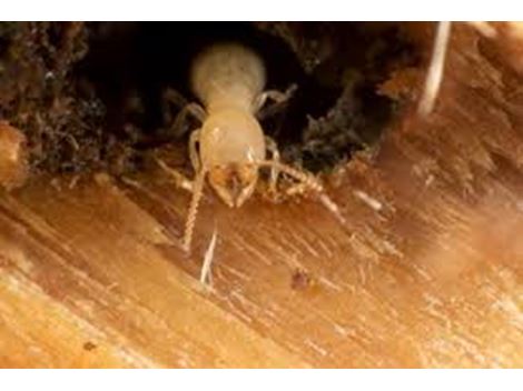 Dedetização Emergencial