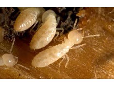 Dedetização Profissional